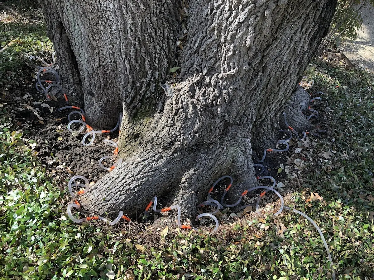 Detailed Tree Cabling and Bracing job site in Cainsville