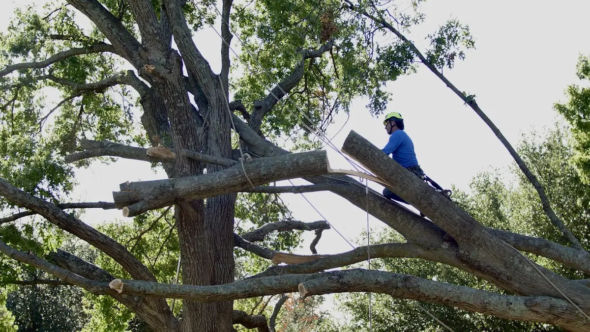 Professional Hazardous Tree Removal performed by certified arborists in Cainsville