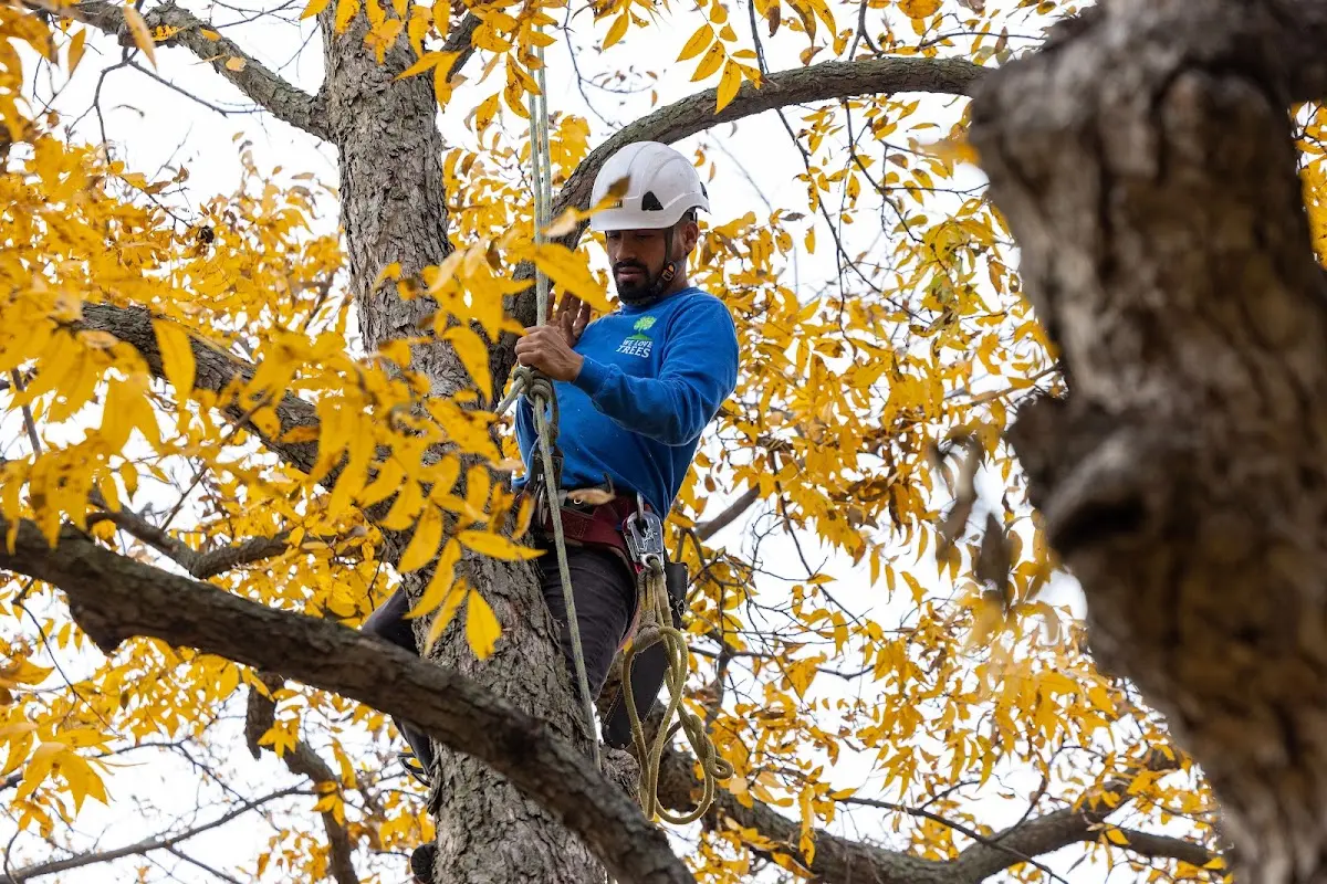 Skilled Tree Trimming crew working in Cainsville